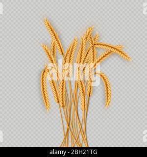 Mazzo di spighe di grano, secchi interi grani realistic illustrazione telaio isolato su sfondo trasparente. Modello di oggetti da forno. Corona di grano Illustrazione Vettoriale