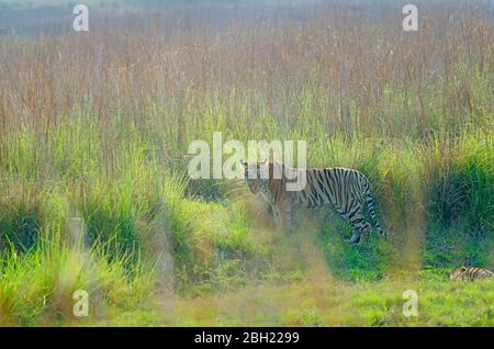 Tigre che esce da erba gialla secca Foto Stock