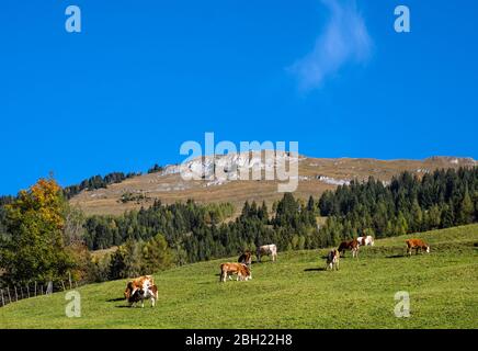 Tranquillo autunno mattina pascolo sulla montagna pendio vista e mucca mandria da sentiero vicino Dorfgastein, Austria. Foto Stock