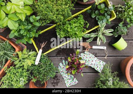 Piantare di varie erbe e verdure culinarie Foto Stock