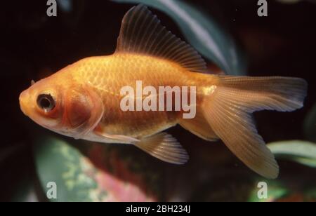 Pesci rossi fantasma (Carassius auratus) Foto Stock