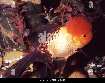 Oranda cinese (Hi-Cap) pesce dorato (Carassius auratus) Foto Stock