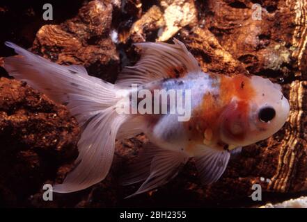 Oranda cinese (Hi-Cap) pesce dorato (Carassius auratus) Foto Stock