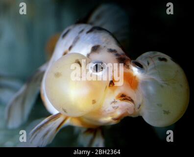 Pesci rossi a bolle d'aria (Carassius auratus) Foto Stock