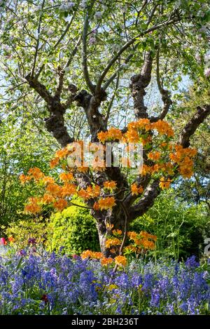 Azalea giapponese fuori dal giardino murato presso i Giardini Eastcote House, con campane blu e blu dimenticate-me-non sullo sfondo. Eastcote, Londra, Regno Unito. Foto Stock