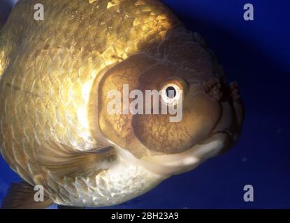 Oranda cinese (Hi-Cap) pesce dorato (Carassius auratus) Foto Stock