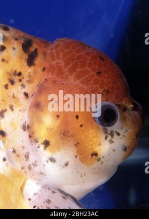 Oranda cinese (Hi-Cap) pesce dorato (Carassius auratus) Foto Stock