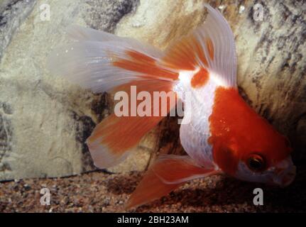 Oranda rosso-bianco pesce oro (Carassius auratus) Foto Stock