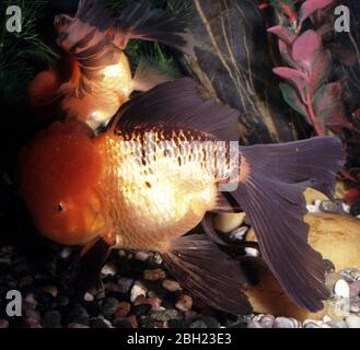 Oranda cinese (Hi-Cap) pesce dorato (Carassius auratus) Foto Stock