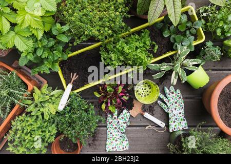 Piantare di varie erbe e verdure culinarie Foto Stock