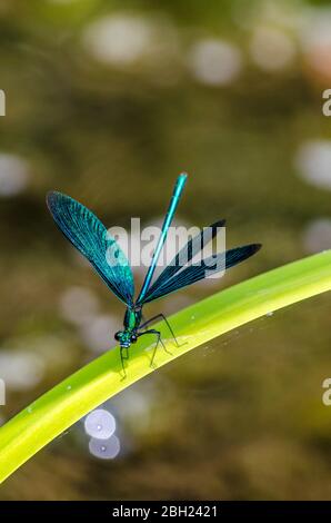 Germania, alata larga damselfly che perching sulla foglia Foto Stock