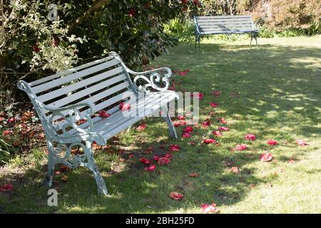 Panca giardino dipinta in giardino con camelie Foto Stock