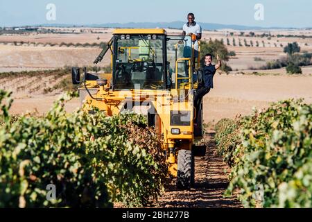 Vendemmiatrice e viticoltori giovani durante la vendemmia, Cuenca, Spagna Foto Stock