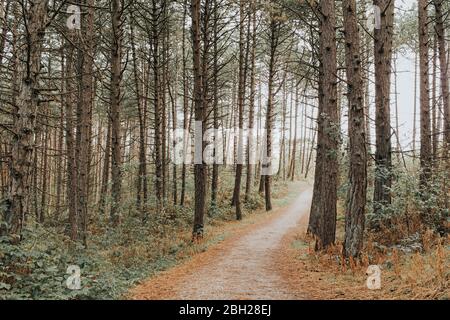 Paesi Bassi, Schiermonnikoog, percorso attraverso la foresta Foto Stock