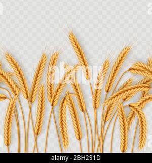 Mazzo di spighe di grano, grani interi secchi senza giunture realistiche illustrazione isolato su sfondo trasparente. Modello di oggetti da forno. EPS 10 Illustrazione Vettoriale