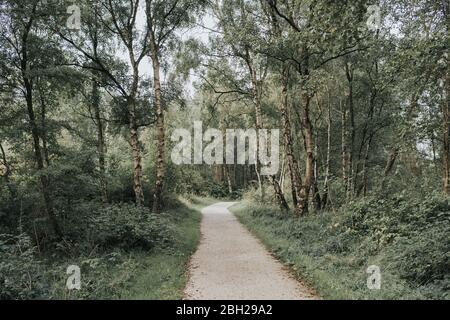 Paesi Bassi, Schiermonnikoog, percorso attraverso la foresta Foto Stock