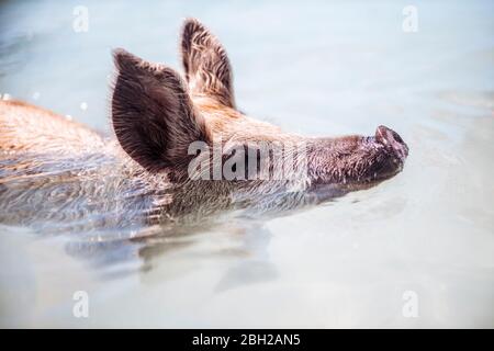 Suino nuotare in mare su Pig Beach, Exuma, Bahamas, Caraibi Foto Stock