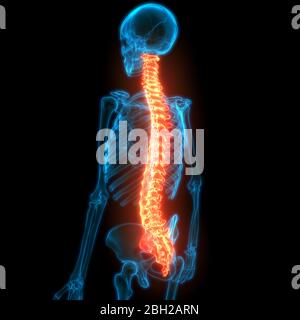 La colonna vertebrale di scheletro umano anatomia del sistema Foto Stock