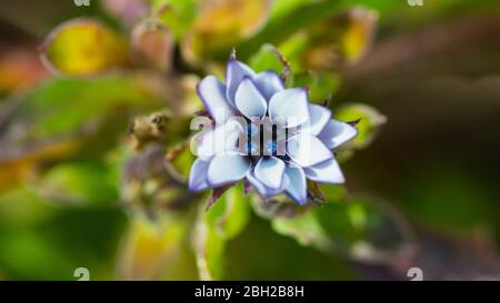 Un macro shot di un piccolo fiore di osteospermum blu e bianco. Foto Stock