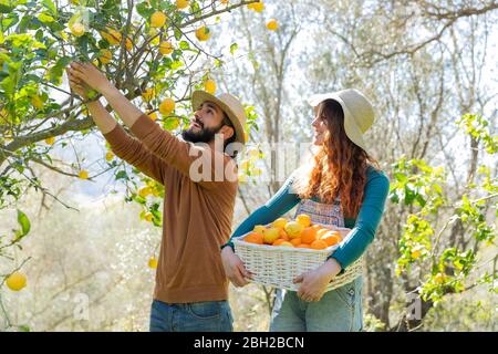 Coppia che raccoglie limoni organici da un albero in campagna Foto Stock