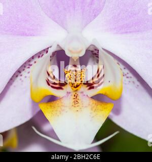 Un macro scatto di un orchidea di Moth colorato. Foto Stock