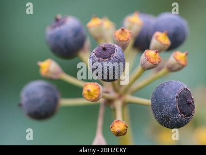 Una macro shot di alcuni acini di maturazione su un comune Ivy Bush. Foto Stock