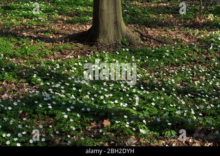 Germania, Anemoni di legno (Anemone nemorosa) fiorente in primavera Foto Stock