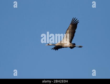 Germania, gru comune (Grus grus) che vola contro il cielo azzurro Foto Stock