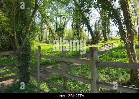 Riserva naturale di Dimminsdale Foto Stock