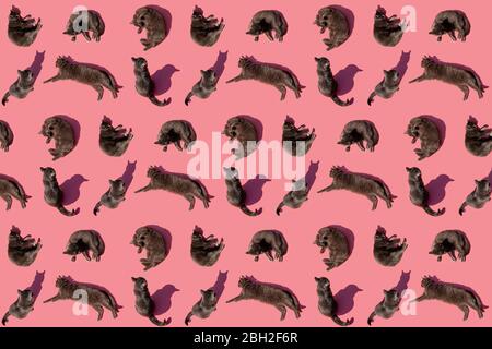 Modello di gatti blu russo su sfondo rosa Foto Stock