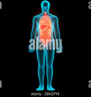 Anatomia completa degli organi interni umani Foto Stock