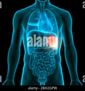 Anatomia della milza umana interna dell'organo Foto Stock