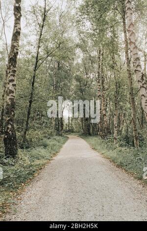 Paesi Bassi, Schiermonnikoog, percorso attraverso la foresta Foto Stock