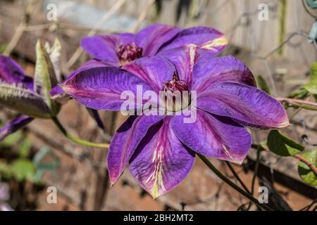 Londra, Inghilterra. Aprile 2020. Un bel grande fiore viola di un clematis creare vibrare primavera colore in un giardino inglese durante un incantesimo di sole i Foto Stock