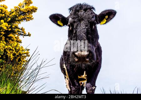 Ardara, Contea di Donegal, Irlanda. 23 aprile 2020. Un'altra giornata calda sulla costa nord-occidentale. Una mucca si trova in un campo fuori dal villaggio da una gola fiorente o da una cespuglio furze. Foto Stock