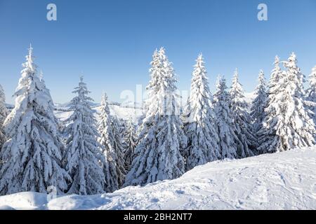 Abeti coperti di neve fresca e fitta a Les Gets, Francia. Foto Stock