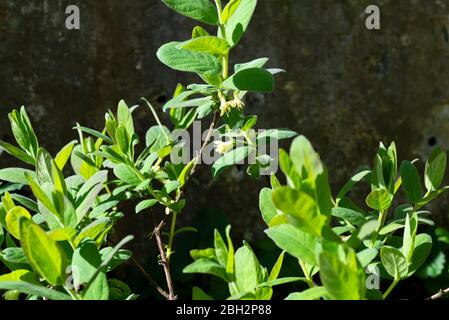 Honeyberry (Lonicera caerulea) cespuglio in fiore. South Yorkshire, Inghilterra, Regno Unito. Foto Stock
