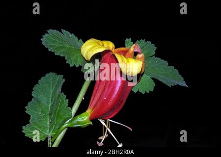 Primo piano della bignonia capreolata Foto Stock