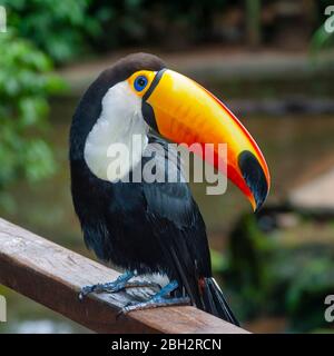 Toco toucan (Ramphastos toco), Foz de Iguazu, Puerto Iguazu, Brasile Foto Stock