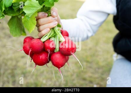 Closeup femmina contadino locale mano tenendo fresco maturo gustoso bio biologico grande mazzo di ravanello rosso appena raccolto dal letto del giardino in primavera o estate brillante Foto Stock