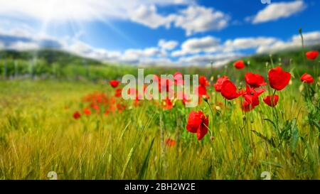 Fiori di papavero su un campo verde o prateria, con cielo blu profondo, nuvole bianche e raggi di luce del sole sullo sfondo Foto Stock