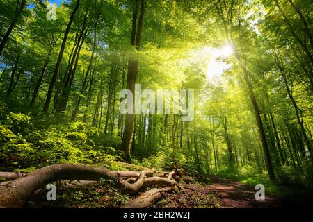 Raggi luminosi di sole che cadono attraverso il verde fogliame in una bella foresta, con legname a fianco di un sentiero Foto Stock