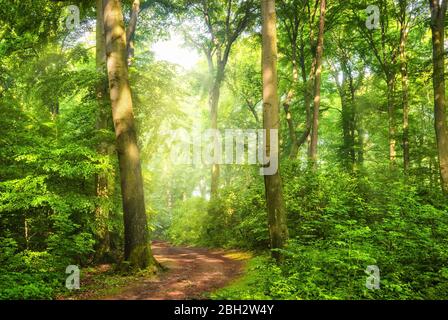 Verde foresta con cialde di nebbia e la calda luce del sole che cade attraverso di loro fino ad un percorso curvo Foto Stock