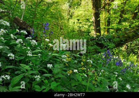 Umido banca del bosco in primavera. Bluebells (Hyacintoides non-Scripta), aglio selvatico (Allium Ursinum), arcangelo giallo (Lamium galeobdolon) e felci brigare Foto Stock
