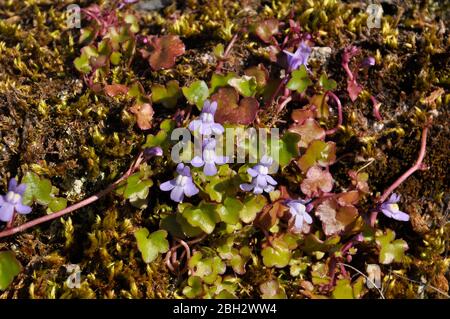 Tovaglia di lino lievitato (Cymbalaria muralis), comune sulle pareti, Exmoor, Somerset. REGNO UNITO Foto Stock