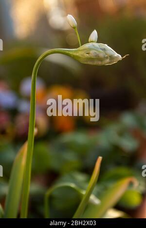 Allium Napolitanum (aglio napoletano) appena cominciando a fiorire in primavera in un giardino urbano, Londra, Inghilterra, Regno Unito, Europa, Foto Stock