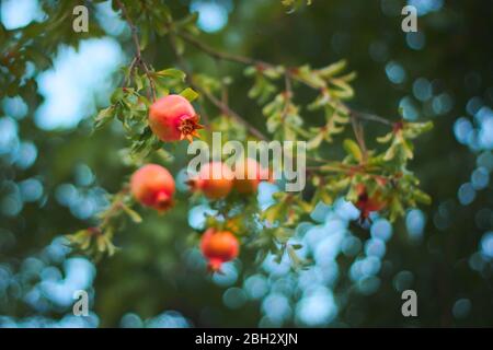 Melograni giovani e non maturi (Punica granatum) sull'albero. Foto Stock