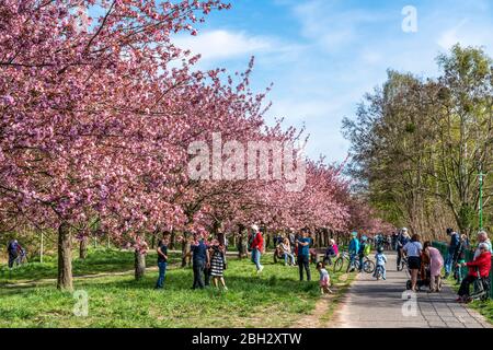 Fiore di Ciliegio, Teltow, Mauerweg, ex DDR confine , nei pressi di Berlino e Brandeburgo Foto Stock