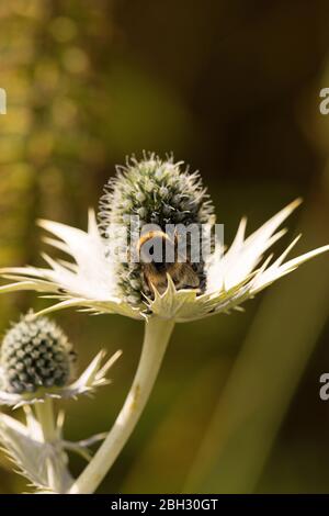 Ape raccolta nettare da mare agrifoglio in un giardino inglese, eryngium Foto Stock