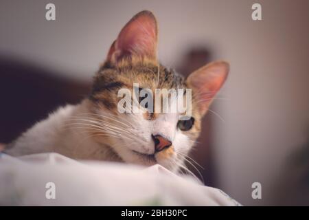 Un bel gatto tabby che sbirce sul lato di un letto. Angolo basso, primo piano. Foto Stock